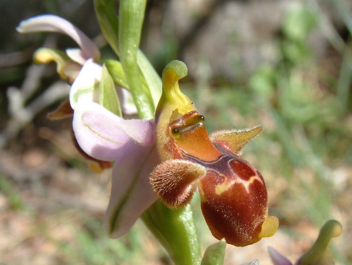 Ultime orchidee per quest''anno - Dalla Grecia con passione